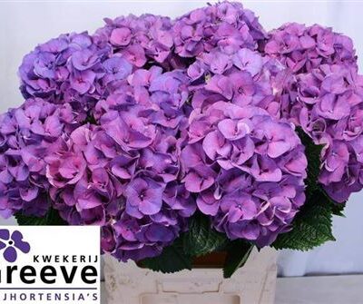 Гортензія 'Sibilla Pa'