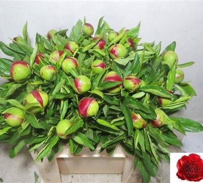 Піон 'Red Charm'