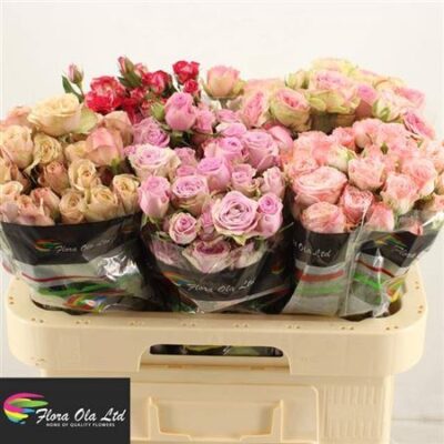 Кущова троянда 'Gem In Fust'