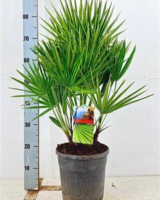 Пальма 'Humilis'