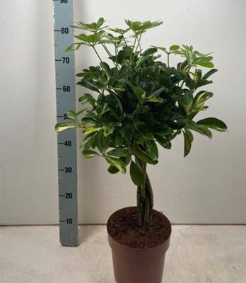 Шефлера 'Gold Capell'