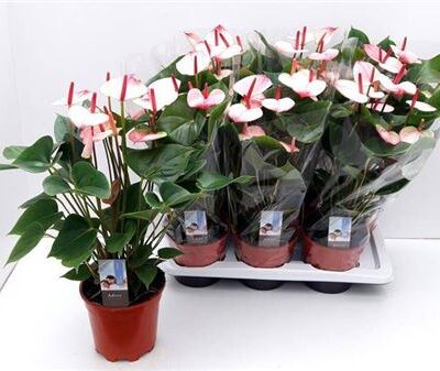 Антуріум 'Am Elega'