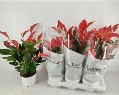 Антуріум 'Banderola Roja'