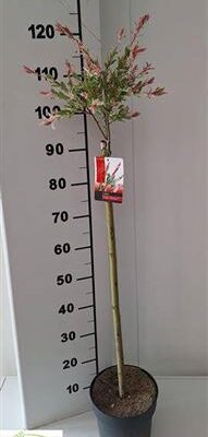 Верба 'Flamingo'