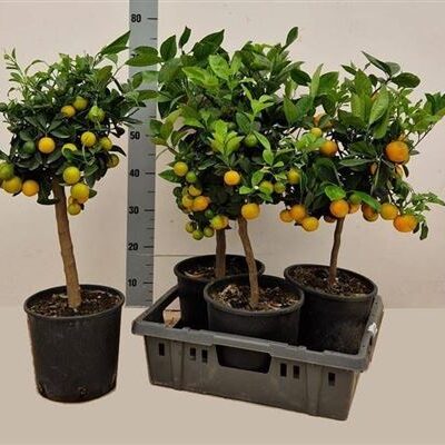 Цитрус 'Microcarpa'