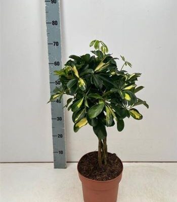 Шефлера 'Gold Capell'