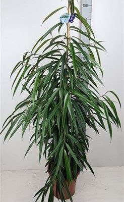 Фікус 'Alii'