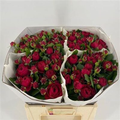 Кущова троянда 'Royal Piano'