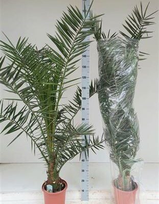 Фінікова пальма