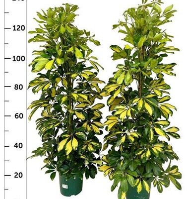 Шефлера 'Dalton'