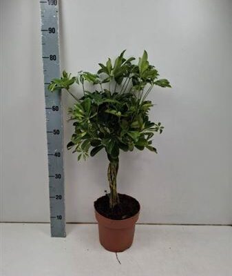 Шефлера 'Gold Capell'