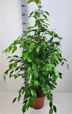 Фікус 'Exotica'