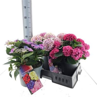 Гортензія 'Gem'