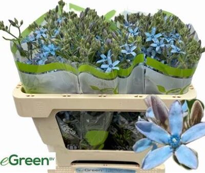 Оксіпеталум 'Heavenbor'