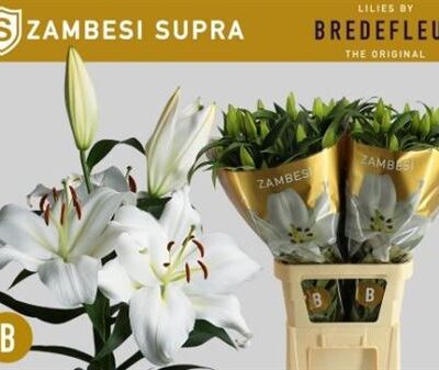 Лілія 'ALBARETO'