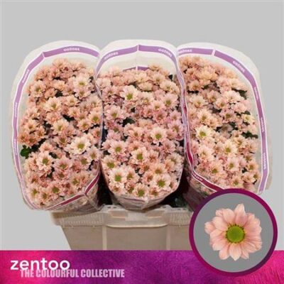 Хризантема 'BABETTE'