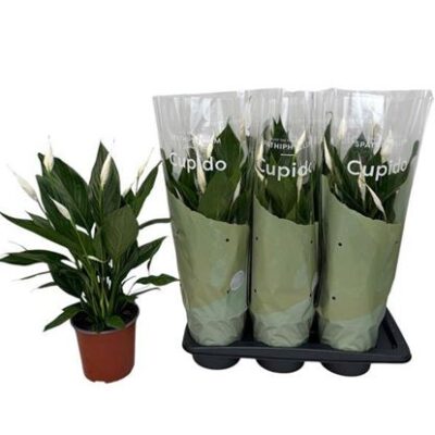 Спатифіліум 'Bingo Cupido'