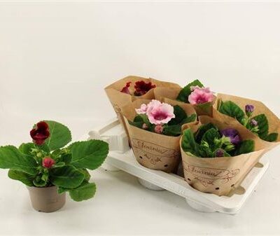 Сонанта 'Gem'