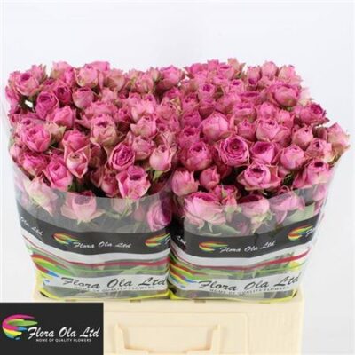 Кущова троянда 'Pink Bijoux'