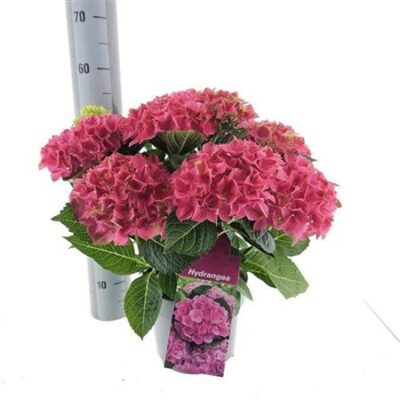 Гортензія 'River'