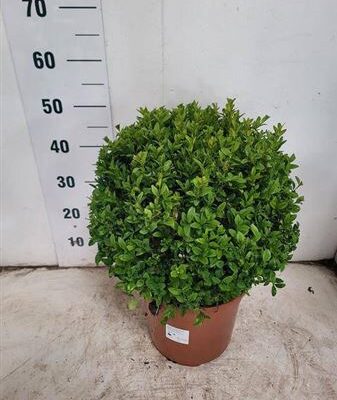 Буксус 'Sempervirens'