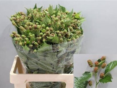 Рубус 'Chester'