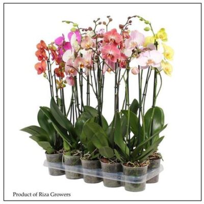 Орхідея 2-х стеблова 'Gem'