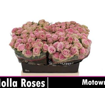 Кущова троянда 'Motown'