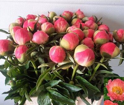 Піон 'Coral Sunset'