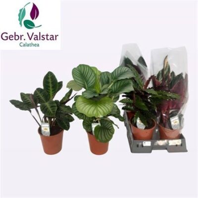 Калатея 'Gem'