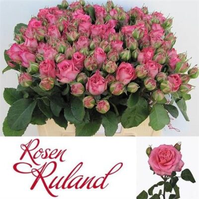 Кущова троянда 'Ashley'