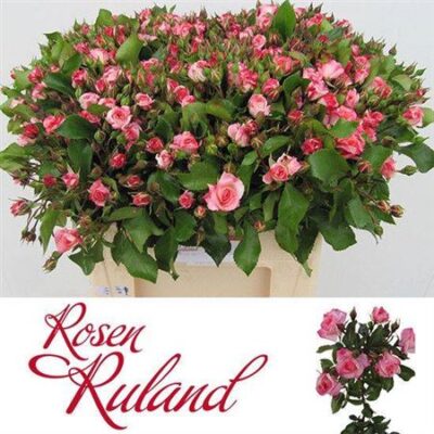 Кущова троянда 'Ov'