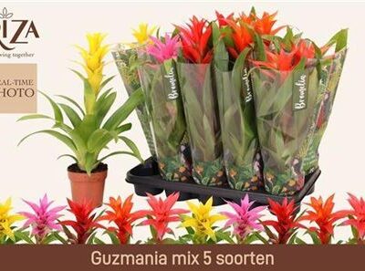 Гузманія 'Gem 5 Srt'