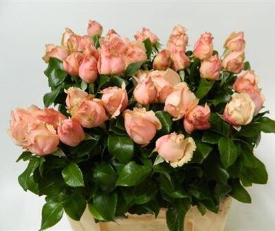 Кущова троянда 'Weddin Angel Sf'