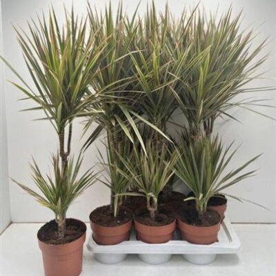 Драцена 'Bicolor'