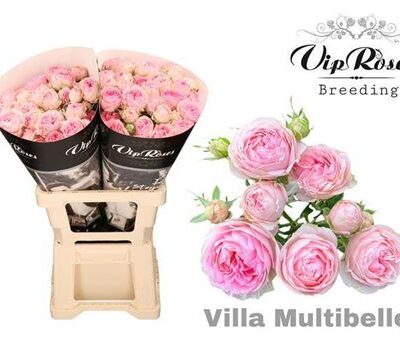 Кущова троянда 'Villa Multibelle'