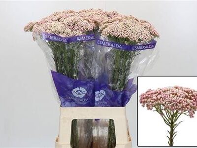 Озотамнус 'Cooks Snow Whi'