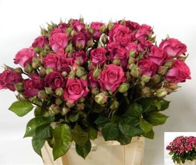 Кущова троянда 'Ov pink'