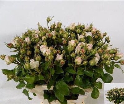 Кущова троянда 'Poesie Sf'