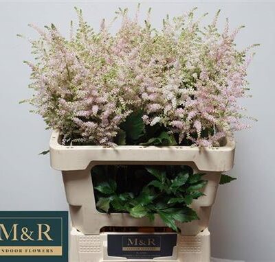 Астільба 'Europa'