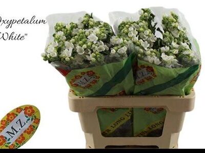 Оксіпеталум 'Perf Whi Harm'