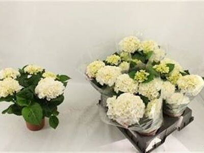 Гортензія 'Ice'