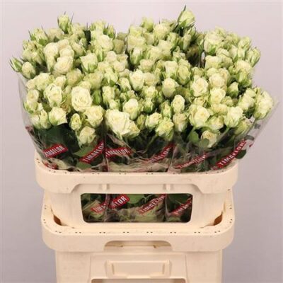 Кущова троянда 'Snowflake'