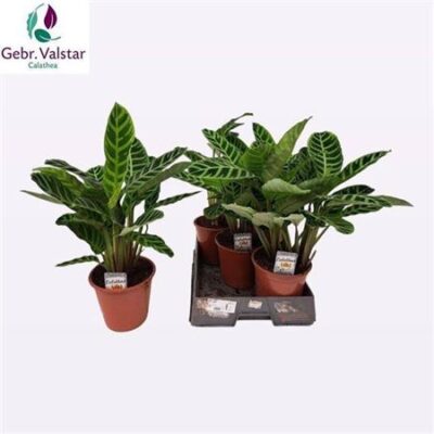 Калатея 'Zebrina'