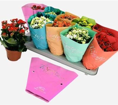 Каланхоє 'GEM'