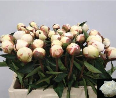 Піон 'Mary Nicholls'