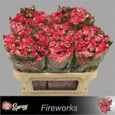 Кущова троянда 'Fireworks'