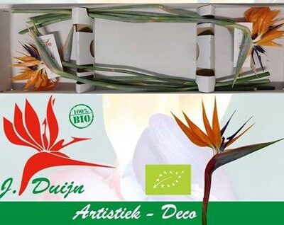 Стриліція 'Reginae Bloem'