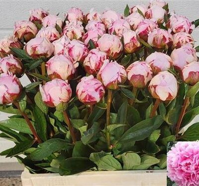 Піон 'Sara Bernhard'