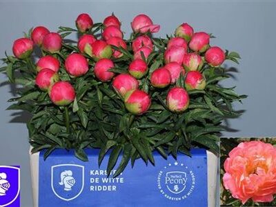 Піон 'Coral Sunset'